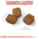 Royal Canin Mini Dental Care – Пълноценна храна за зрели кучета с грижа за зъбите - 1 кг - Image 2